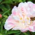Paeonia lactiflora Catharina Fontijn, Pfingstrose, Pfingstrosen,
