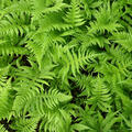 Thelypteris palustris, Staude, Sumpf-Farn
