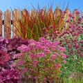 Staudenbeet, Kombination, Simply Red