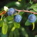 Schlehe Prunus spinosa