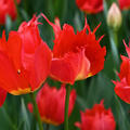 Tulipa, Tulpe, Darwin Hybride, Robbedoes