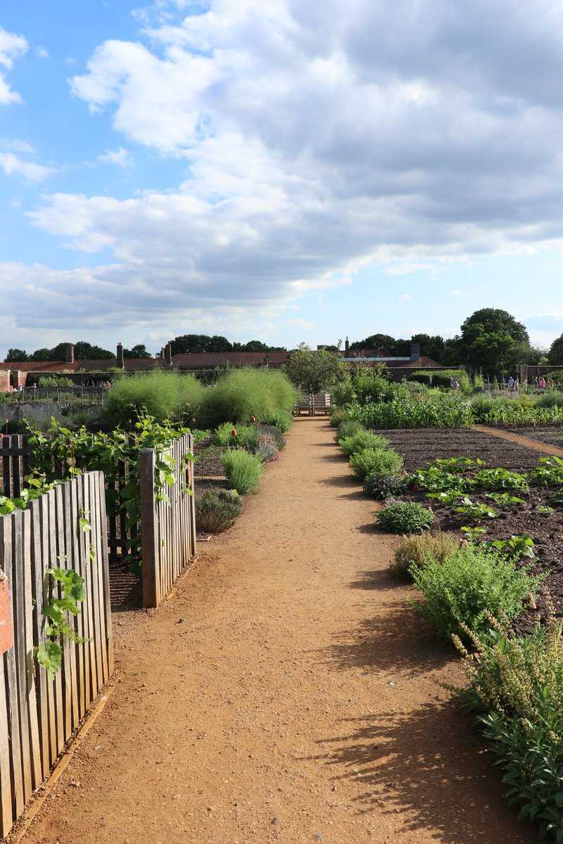 Johannisbeerhecke Hampton Court Lubera