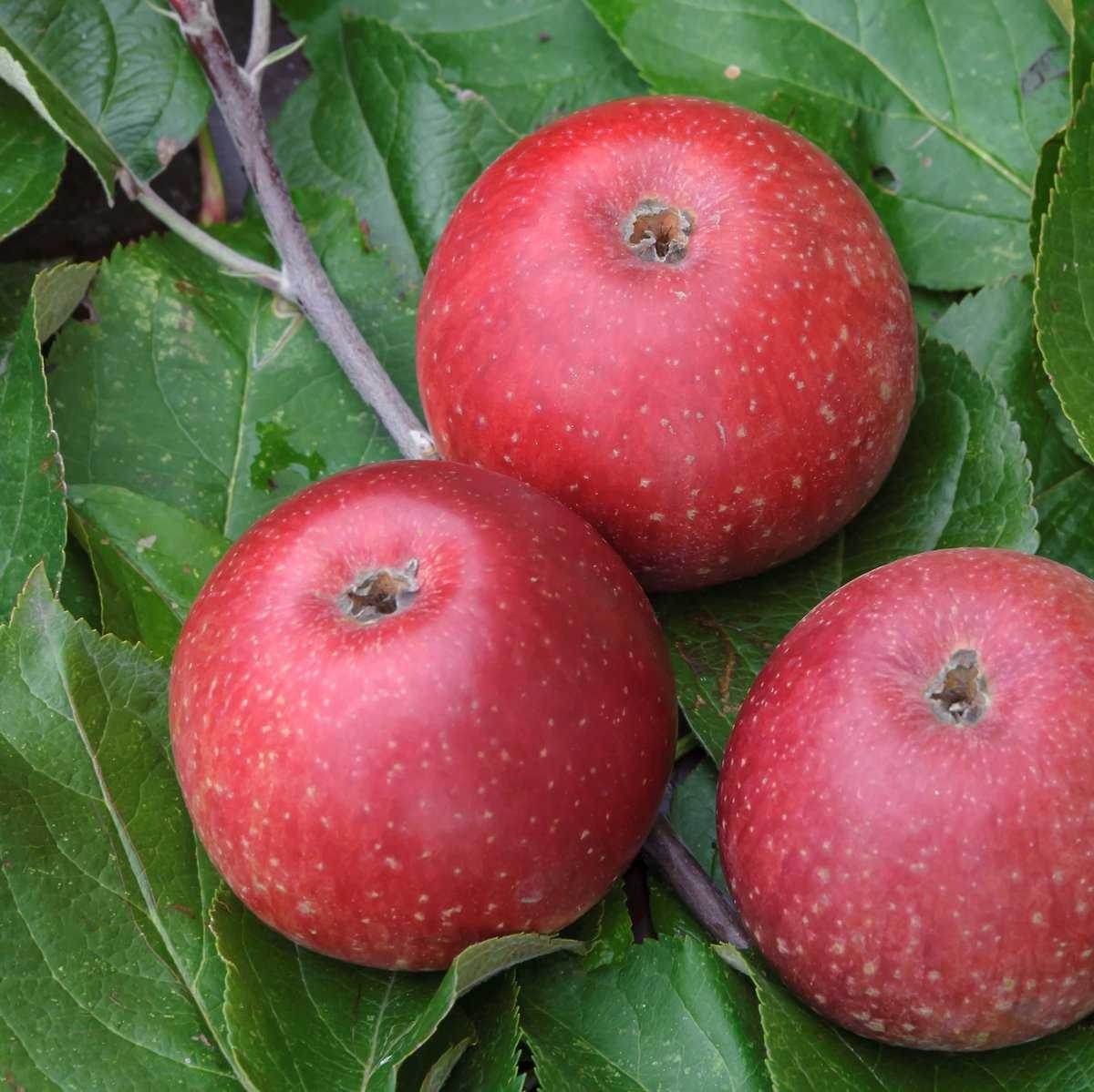 Sternrenette Rote Apfel