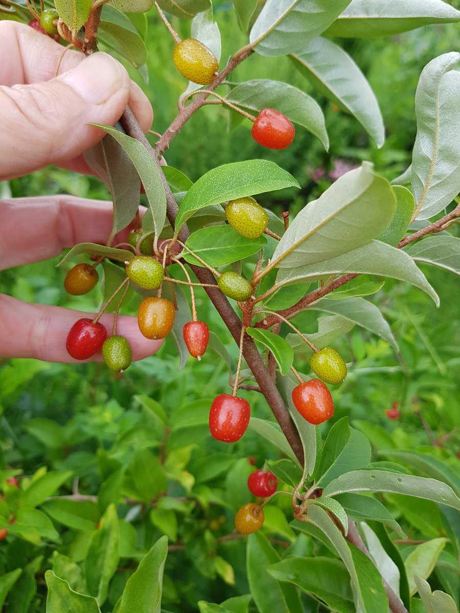 vielblütige Ölweide Pointilla Cherrific Eleagnus multiflora Lubera Ranka Tessin