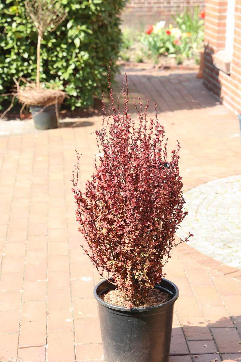 Berberis thunbergii 'Orange Rocket'® Lubera.ch