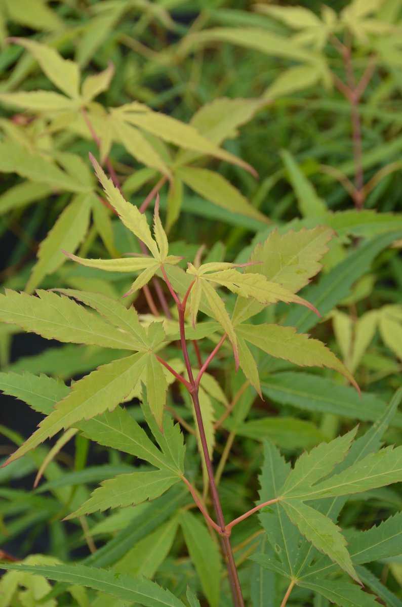 Acer Palmatum Koto No Ito Lubera de acer-palmatum-koto-no-ito-lubera-de