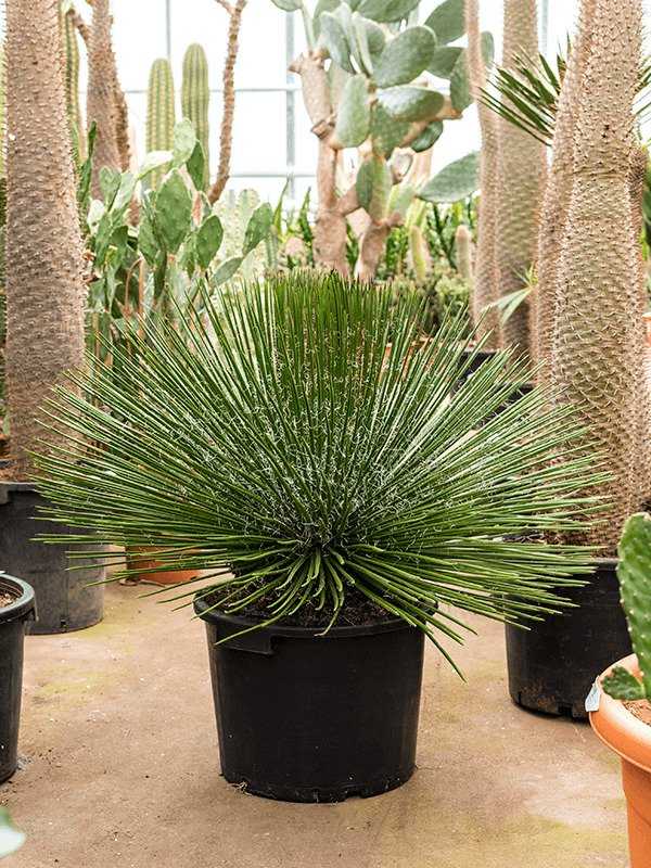 Agave geminiflora
