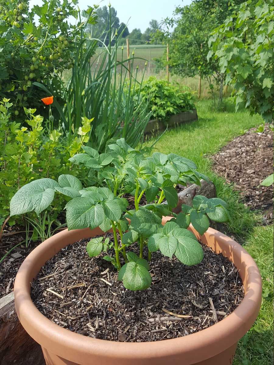 Kartoffelpflane mit Seegras Lubera