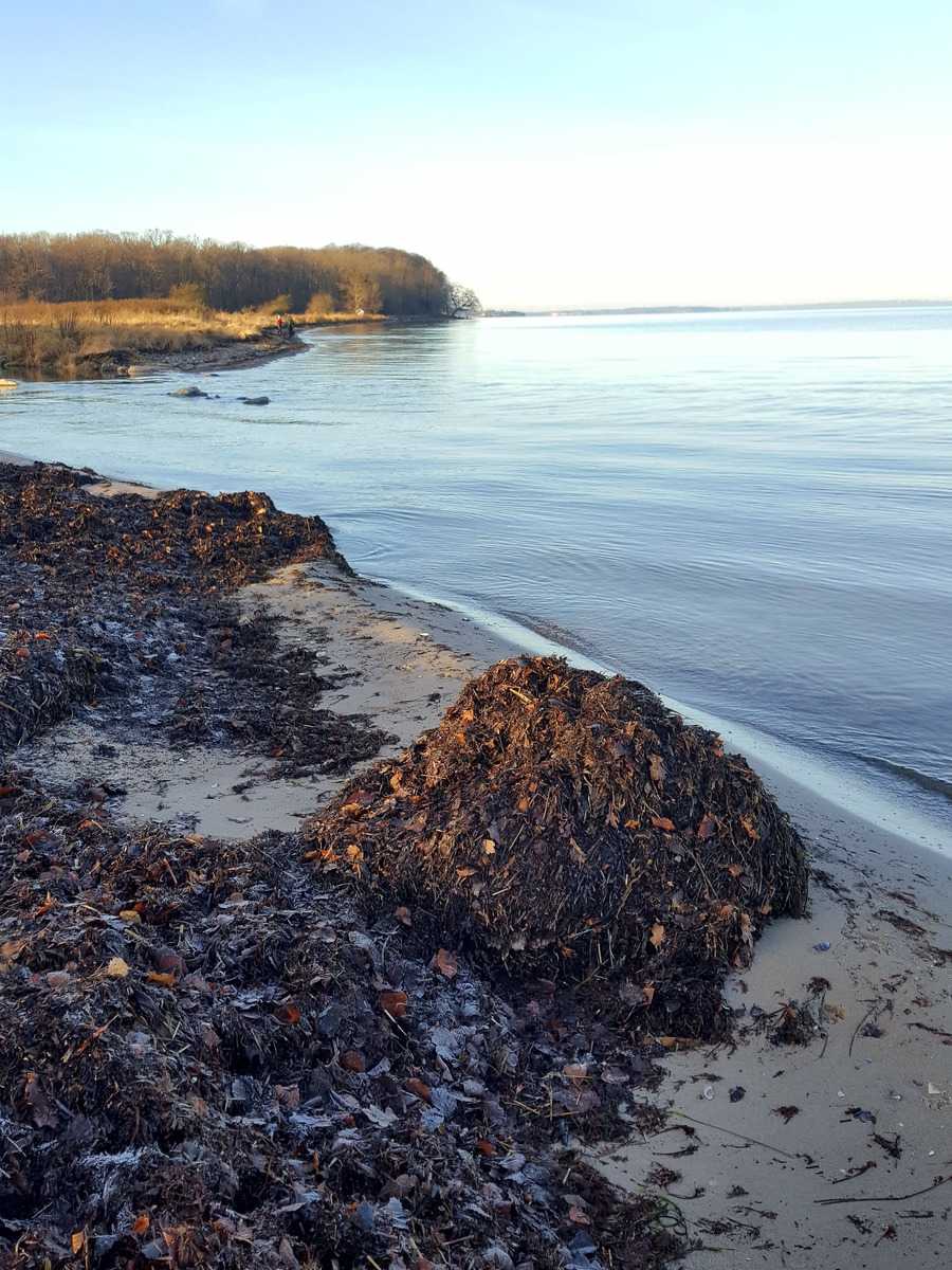 Seegras Ostsee Lubera