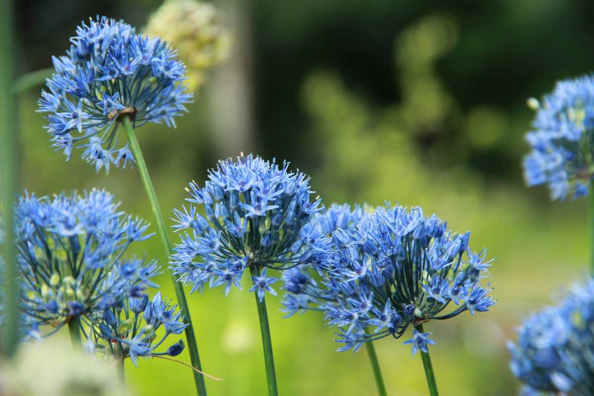 Allium Caeruleum Lubera De