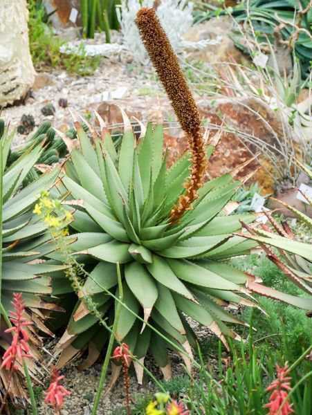 Aloe Arten