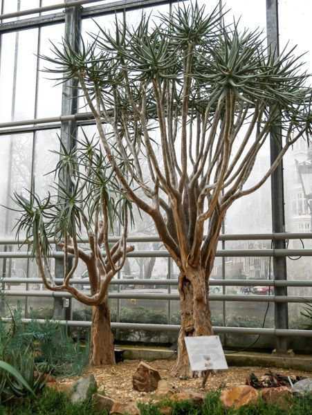 Palmen Mein Garten - - der Hortus Botanicus Mediterraner Amsterdam in