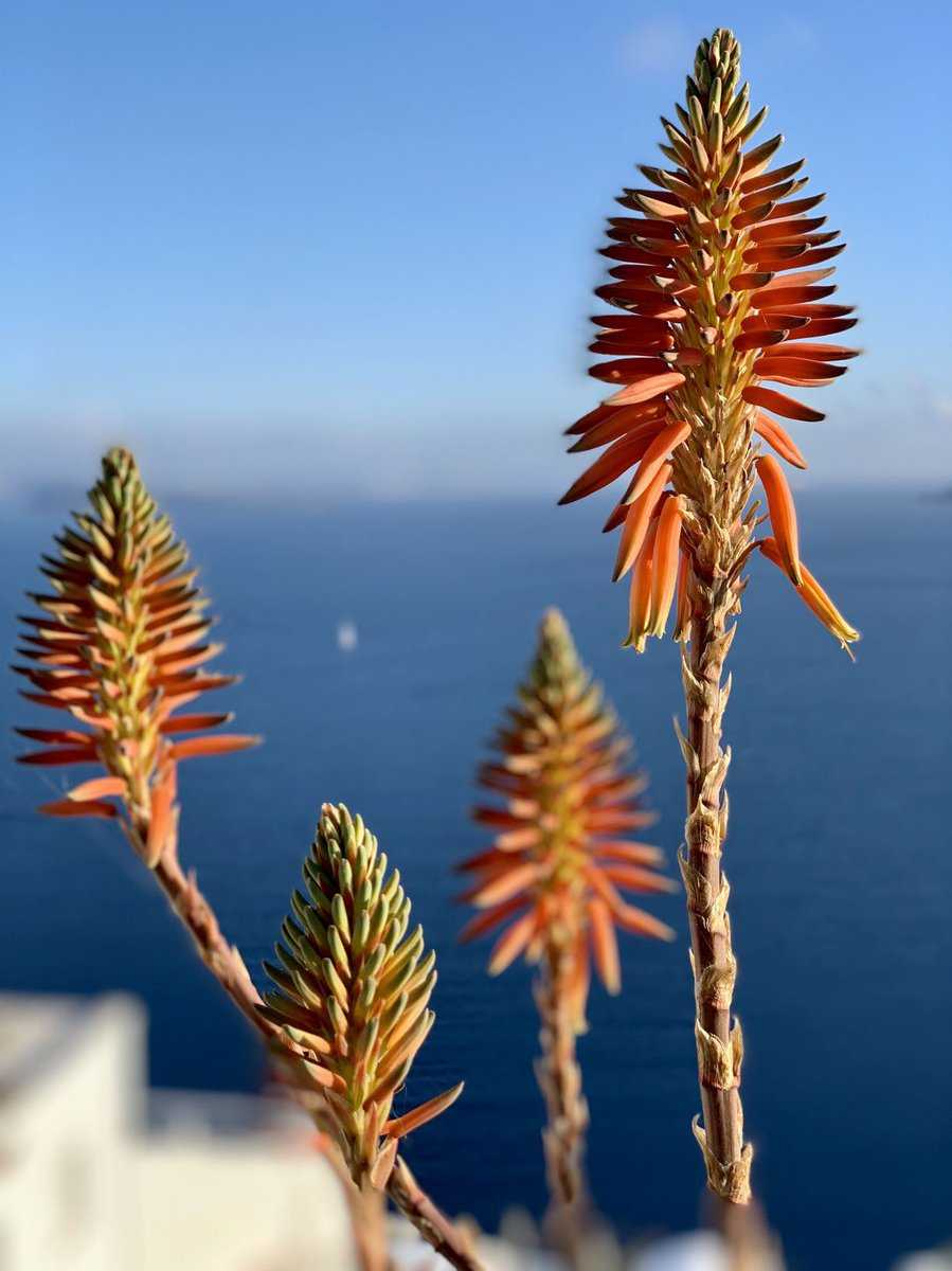 Aloe Vera Blüte