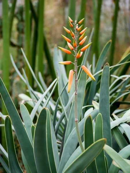 Aloe Arten Aloe plicatilis Blüte und Blätter