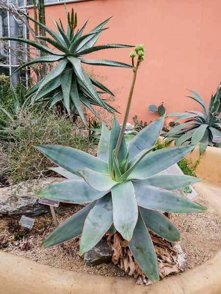 Aloe striata Aloe Arten