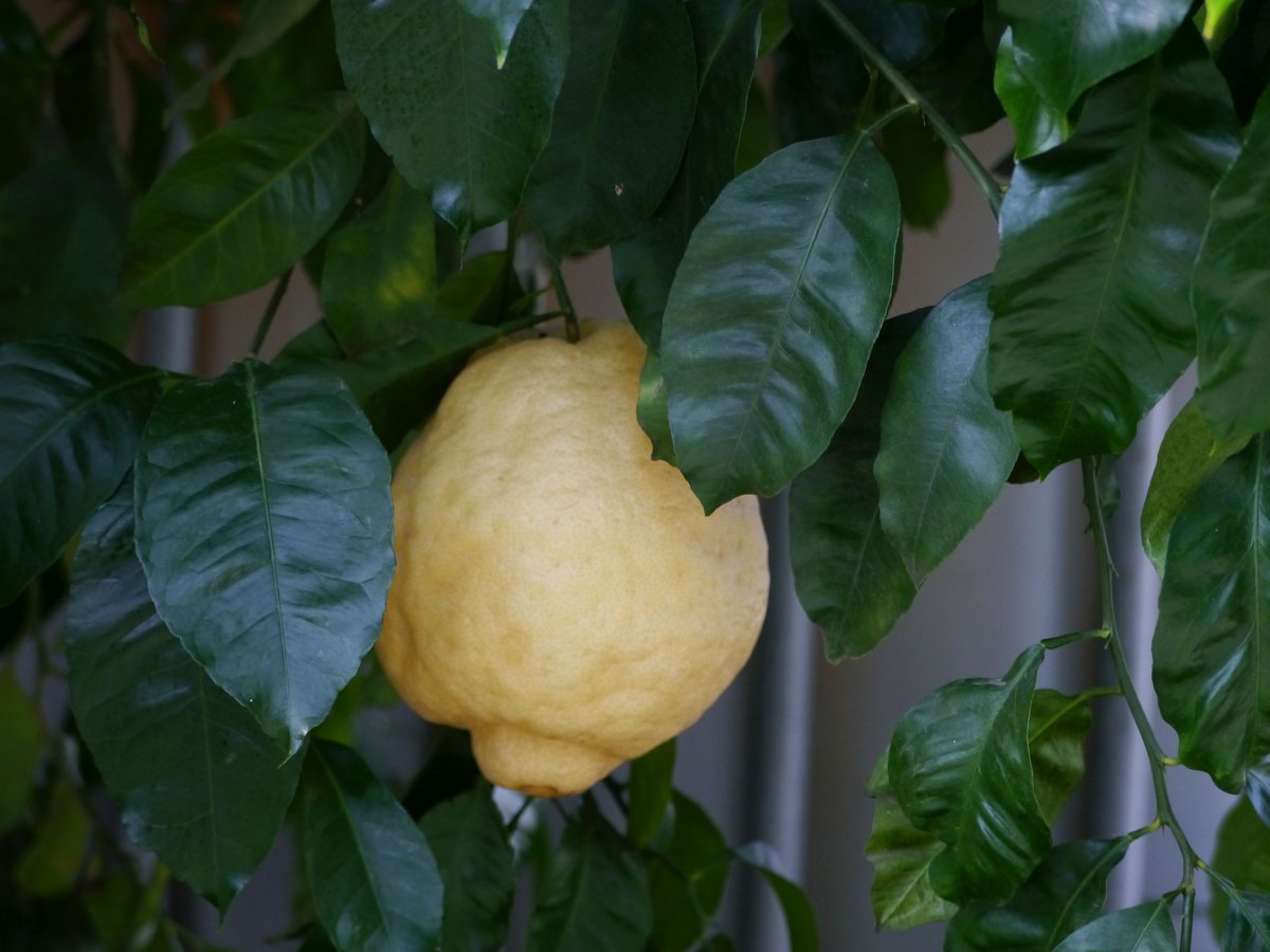 veredelte Pflanze Zitronenbaum 'Citrus limon'  150cm  Zitrone   kräftige 