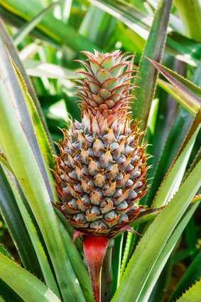 Ananas Pflege