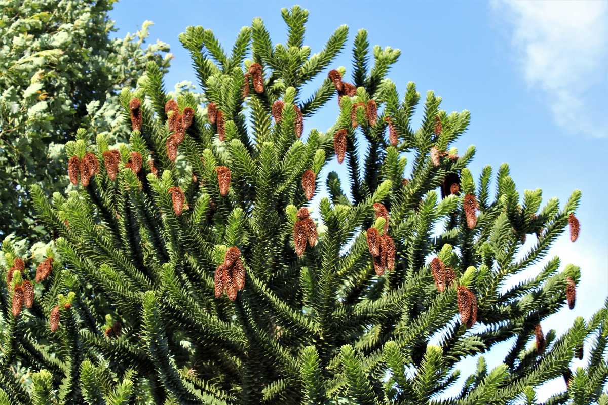 Chilenische Andentanne Araucaria araucana Pflanze 15-20cm Araukarie Schmucktanne 