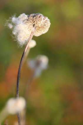 Samenstand einer Anemone