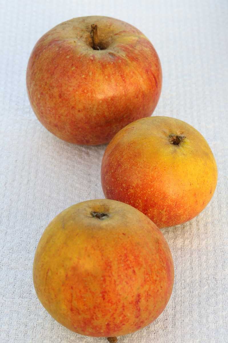 - Baumschule Apfel frisch der Orange kaufen Cox aus Malus