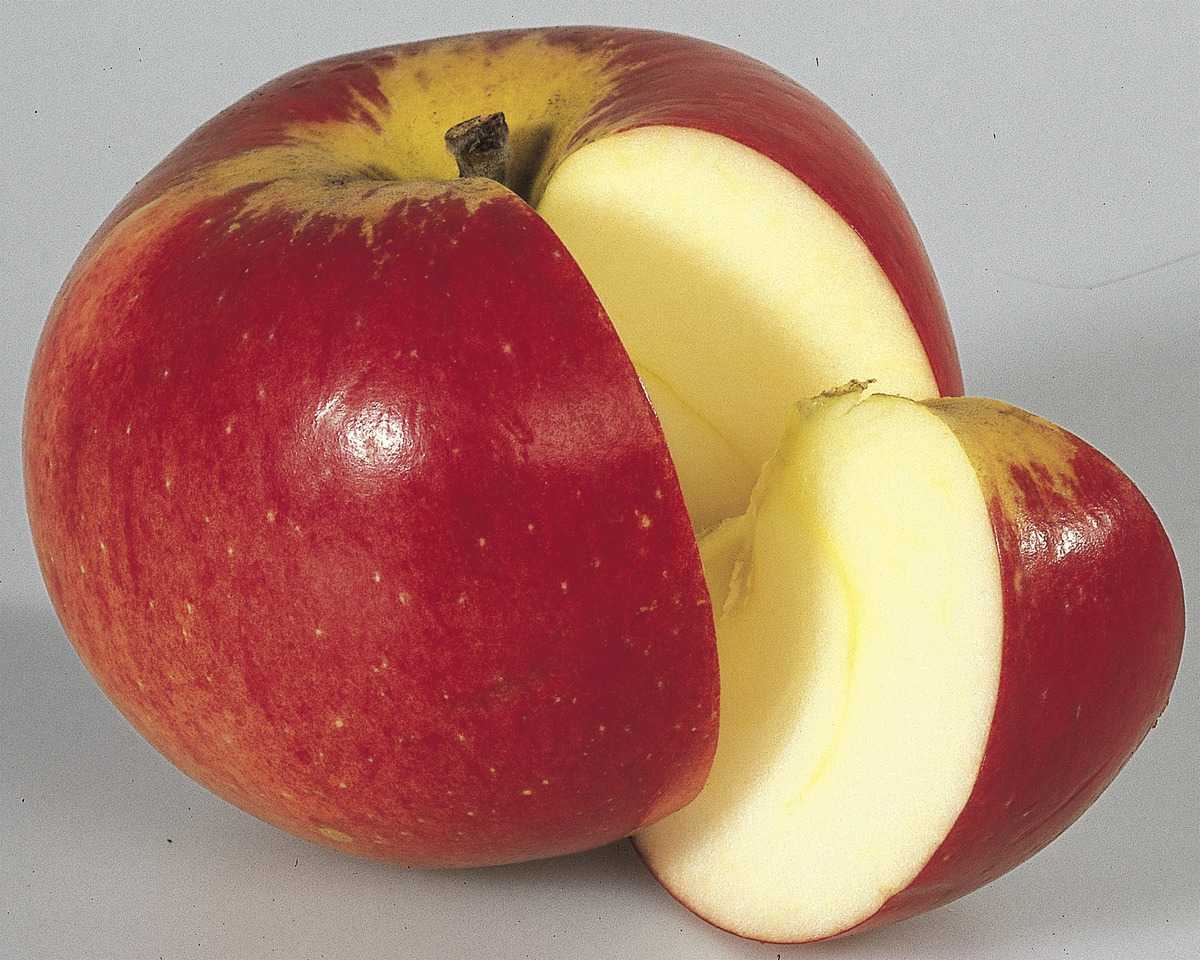 Apfel Paradis® Werdenberg® - Malus frisch aus der Baumschule kaufen