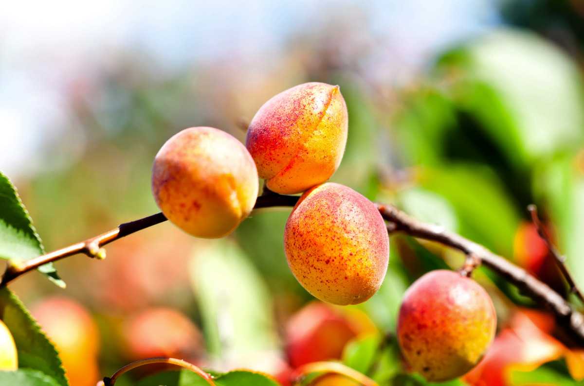Aprikose Bergeron - Prunus armeniaca frisch aus der Baumschule kaufen