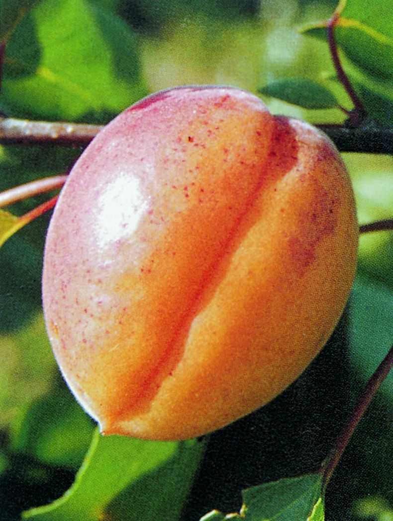 Aprikose Goldrich - Prunus armeniaca der aus Baumschule kaufen frisch