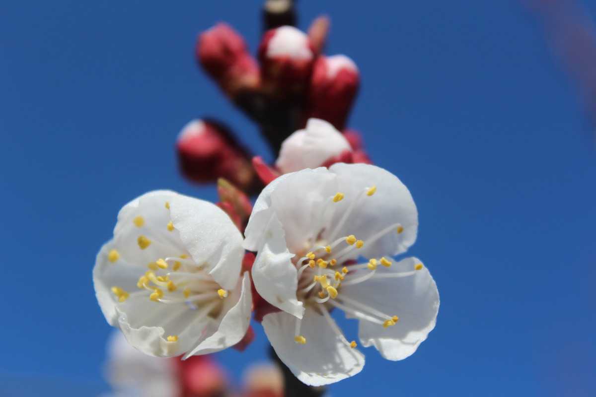Aprikose Goldrich - Prunus armeniaca frisch aus der Baumschule kaufen
