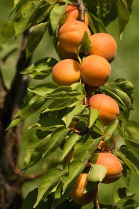 Aprikosenbaum pflanzen