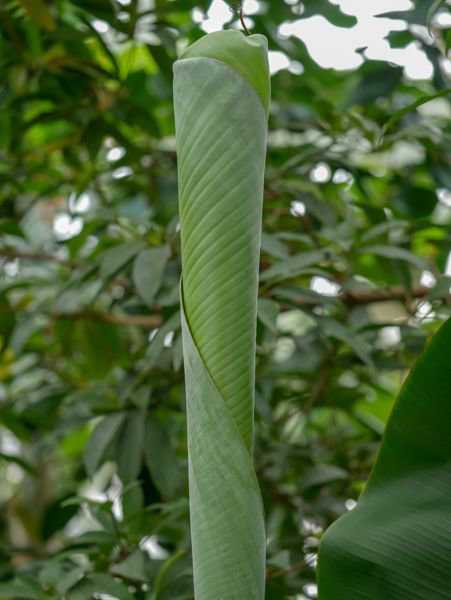 Bananenstauden pflanzen