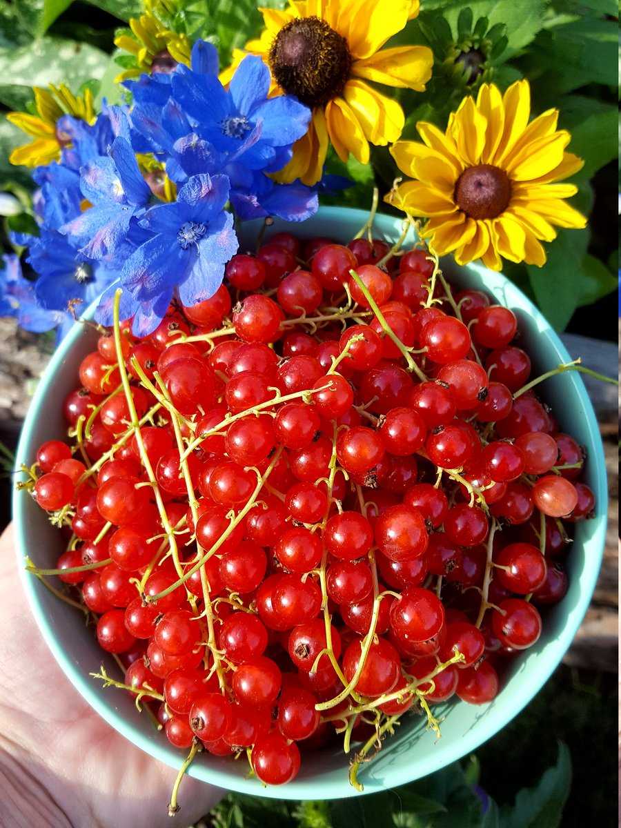 berry-licious Ranka Tessin Johannisbeere Babette Lubera