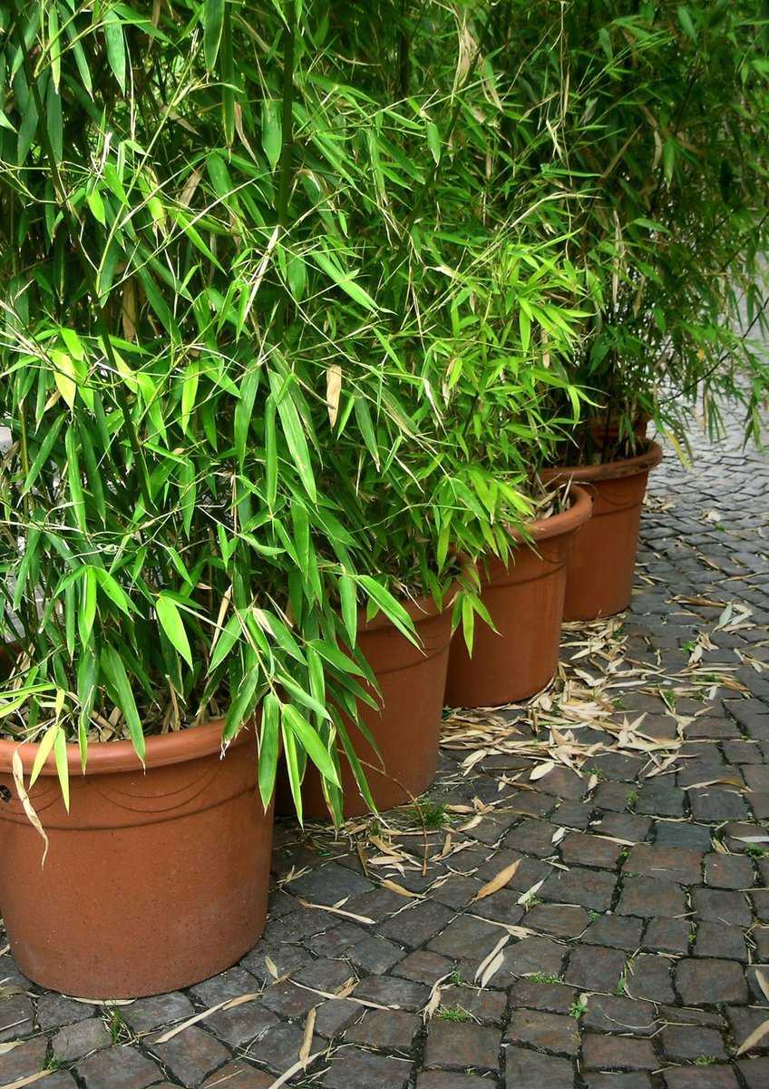 Bei der Pflege gibt es fr das Pflanzgefss fr Bambus im Topf bestimmte Anforderungen zu erfllen