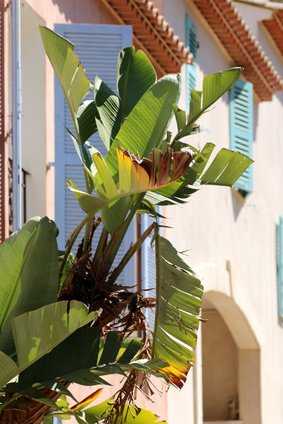 Bananenstaude