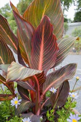 Zierbanane, Ensete ventricosum