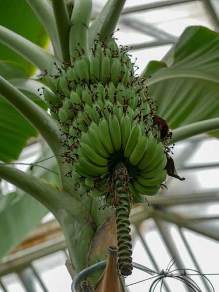 Botanischer Garten Berlin