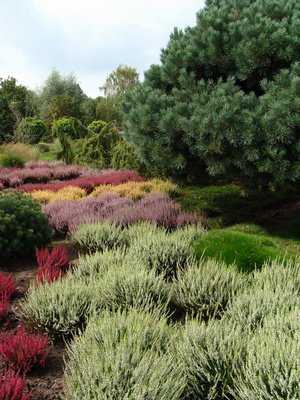 prachtvoller Heidegarten im Sommer mit Bärenfellgras