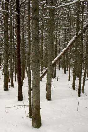 paysage forestier