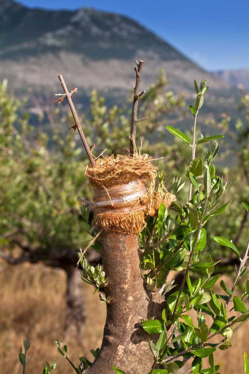 Baum whrend des Veredelns