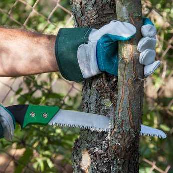 Pruning tree