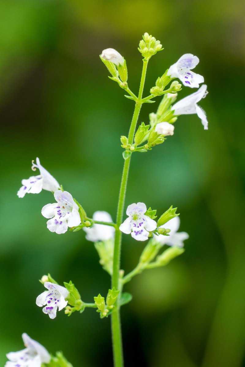 Blüte einer Bergminze