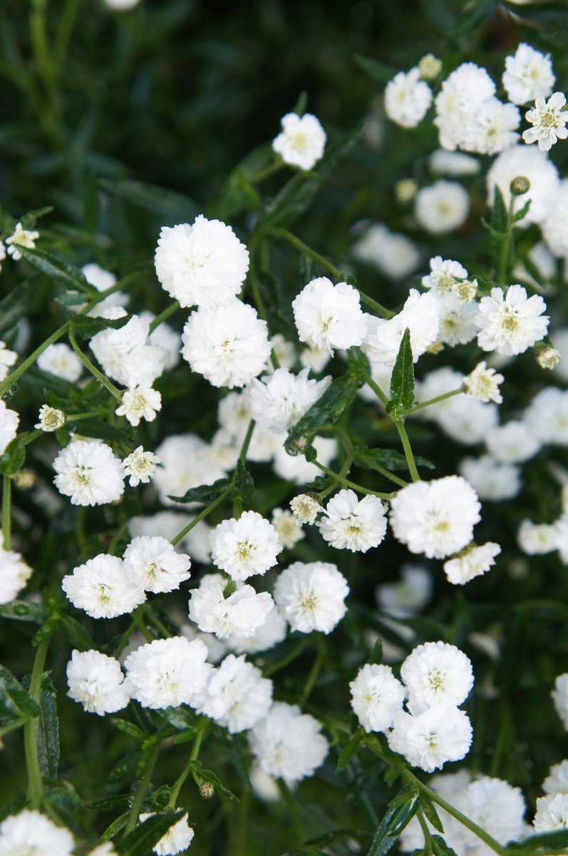 Bertramsgarbe mit weiß leuchtenden Blüten.