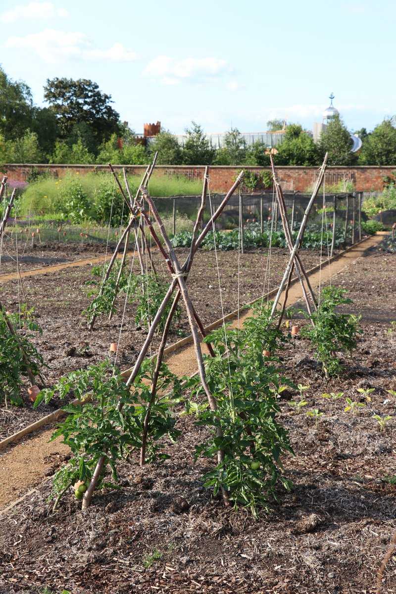 Tomaten anbinden Hampton Court Tomaten Tipi