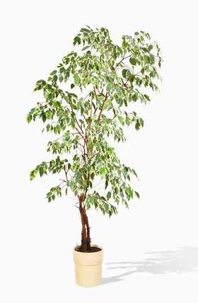 ** Birkenfeige auch Ficus oder Bonsai Zimmerpflanze Zimmerpflanze immergrün. 