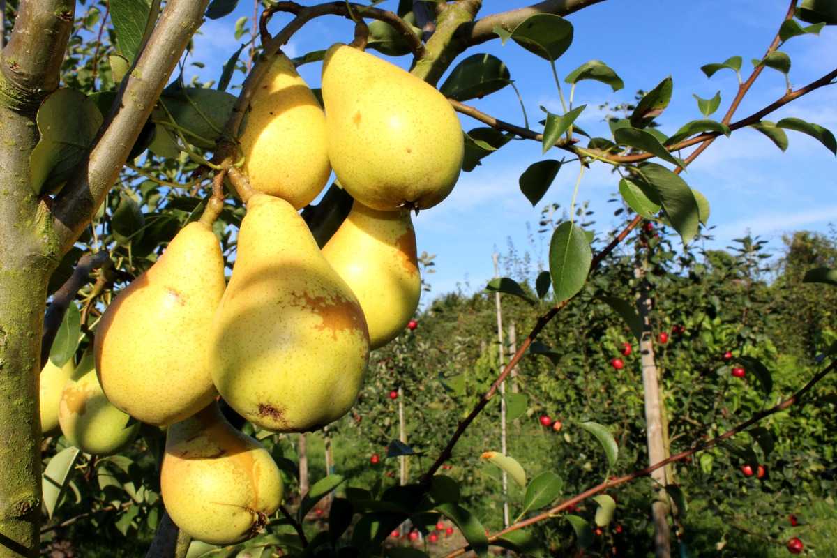 Birne Uta  Pyrus communis frisch aus der Baumschule kaufen