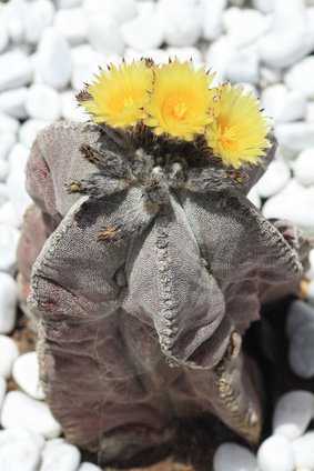 Bischofsmütze, Astrophytum myriostigma