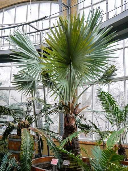 - Garten in Mein Mediterraner Amsterdam Botanicus Palmen - Hortus der