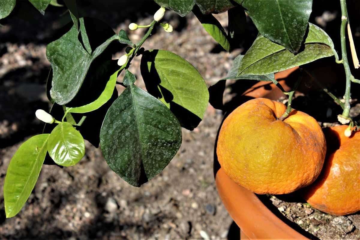 Citrus bestellen Lubera online - bei Bitterorange aurantium