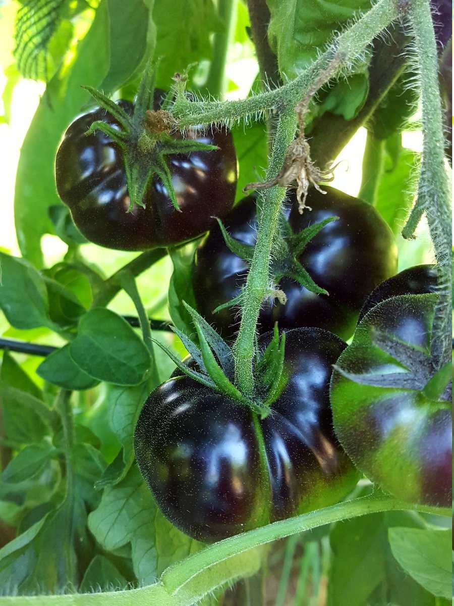 Black Beauty Tomaten Update Ranka Tessin Lubera