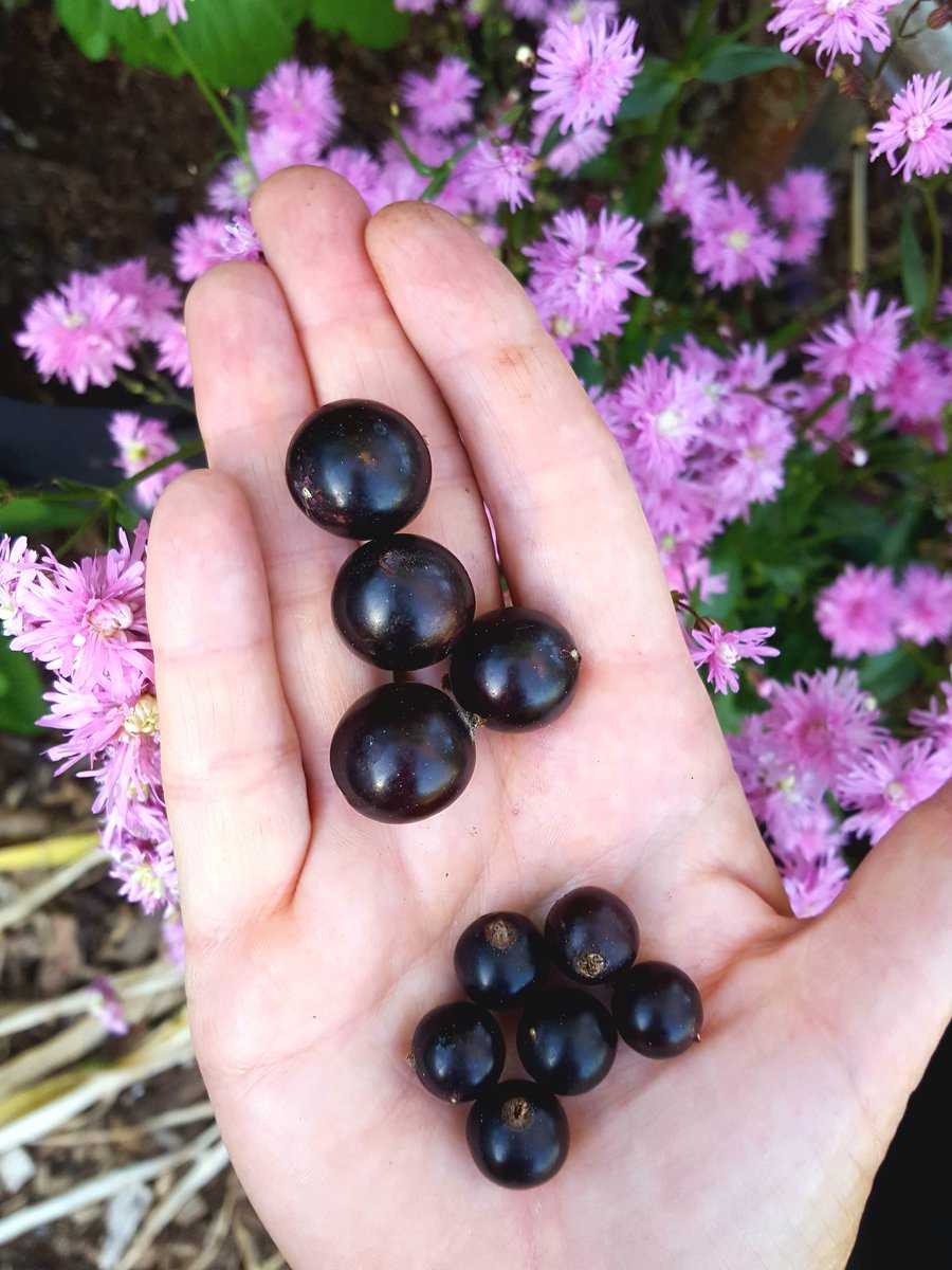 Reich werden mit schwarzen Johannisbeeren Ranka Tessin