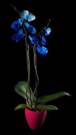 Blau gefärbte Orchidee